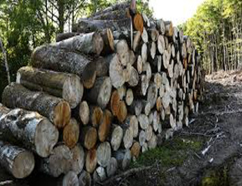 ENTREPRENEUR TRAVAUX FORESTIERS RODIER Jean-Michel